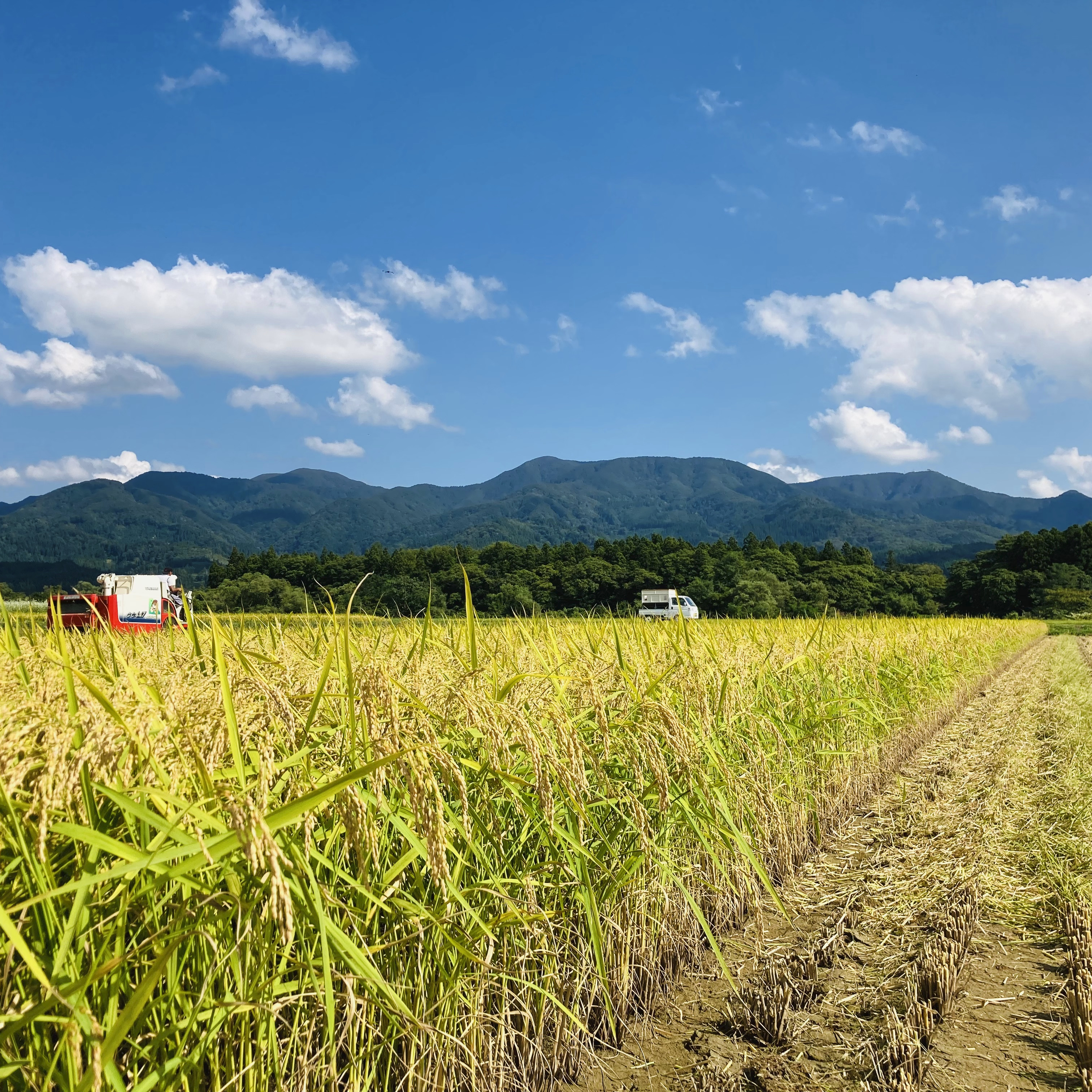 新米 玄米 つや姫25kg 令和8年産 ｜ 米・穀物/玄米 産直アウル 農家