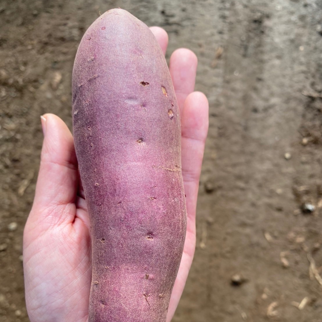 紅あずま M•5kg 】千葉県成田市産 さつまいも 紅あずま Mサイズ 5kg