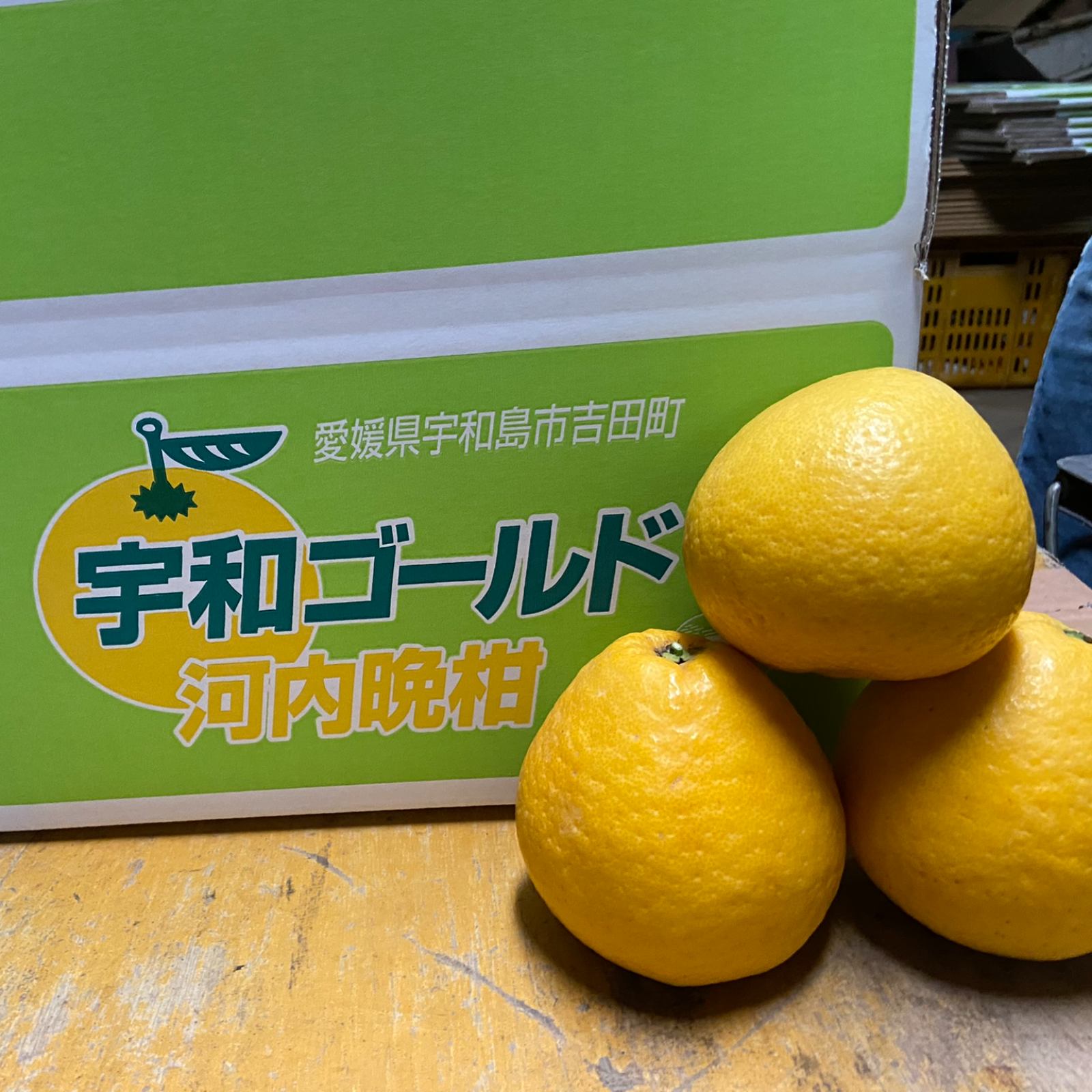 愛媛県産　河内晩柑　宇和ゴールド紅　嵐ゴールド　柑橘　5kg 愛媛県産　河内晩柑　宇和ゴールド紅　嵐ゴールド　柑橘　5kg