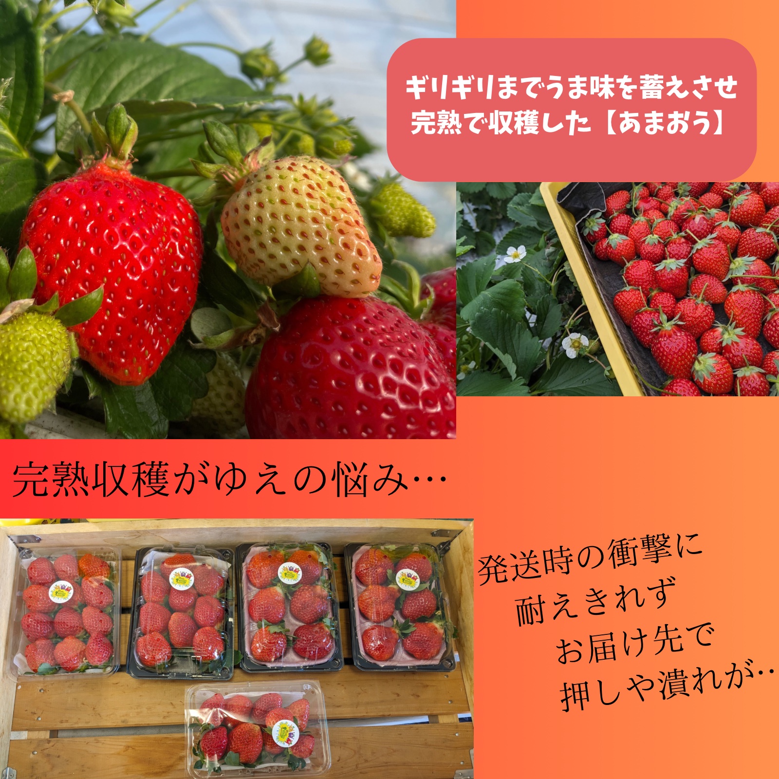 冷凍いちご（粒不揃い） 完熟収穫あまおう 1kg【約250g×4パック】 福岡