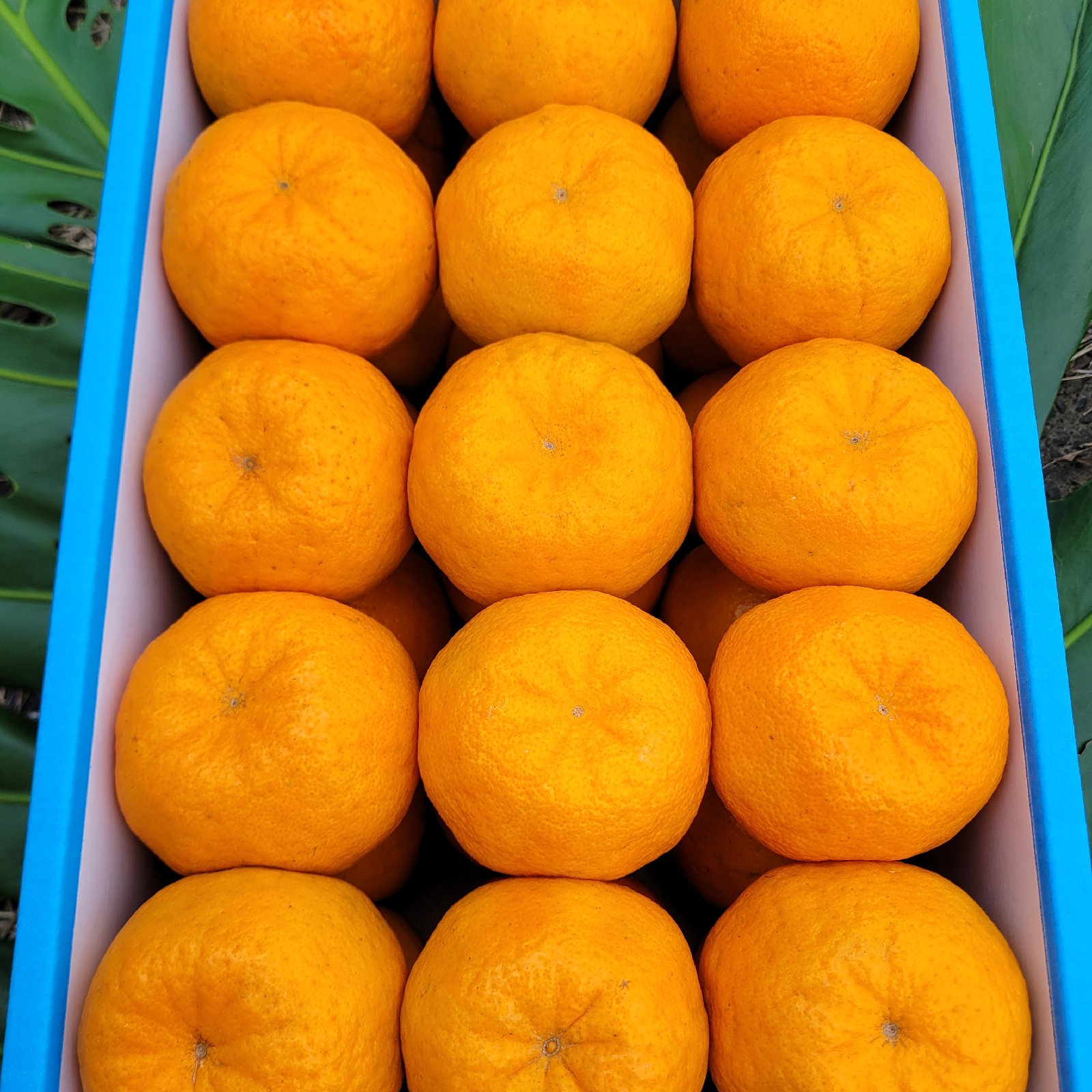 ぽんかん様8台まとめ購入専用ページ 甲(カン)ちゃんのポンカンドリンク（3倍希釈果汁33％）500ml | 近藤印