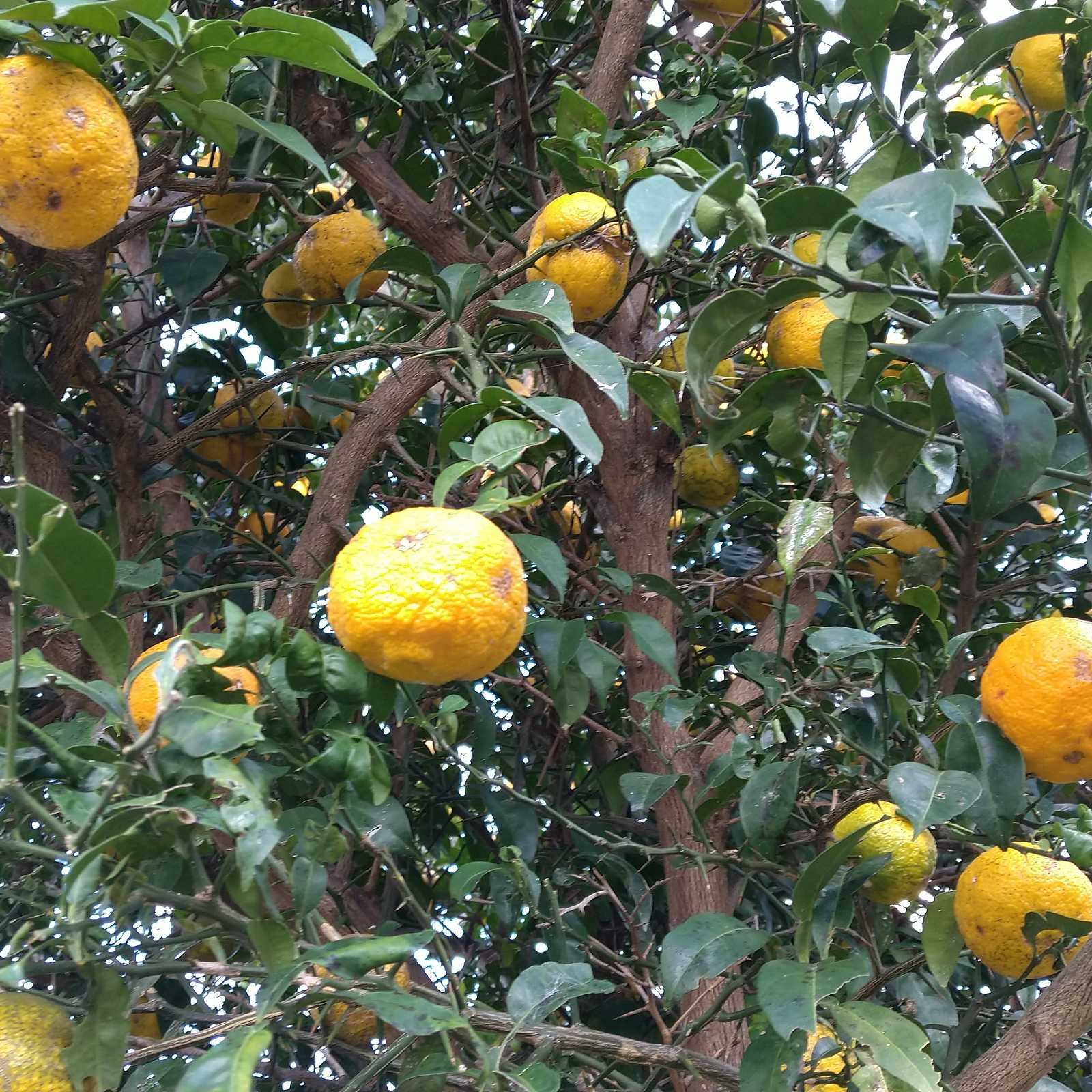 自然栽培本柚子（自然栽培品）農薬不使用（無農薬） 2.0㎏(60cmサイズ