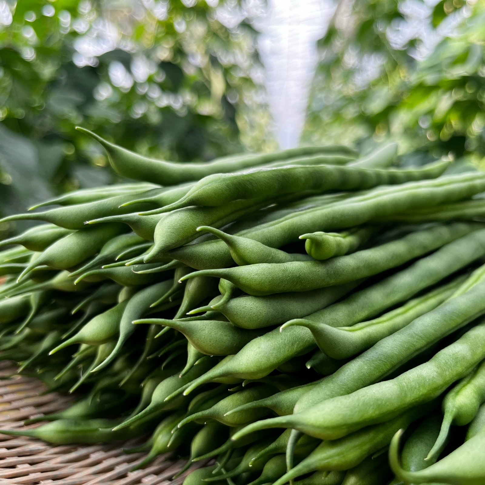 袖ケ浦産さやいんげん！500g ｜ 野菜/豆類 産直アウル 農家・漁師など