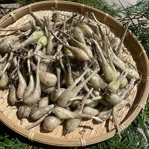 パリポリ食感がクセになる！泥付き生らっきょう～1Kg ｜ 野菜/薬味