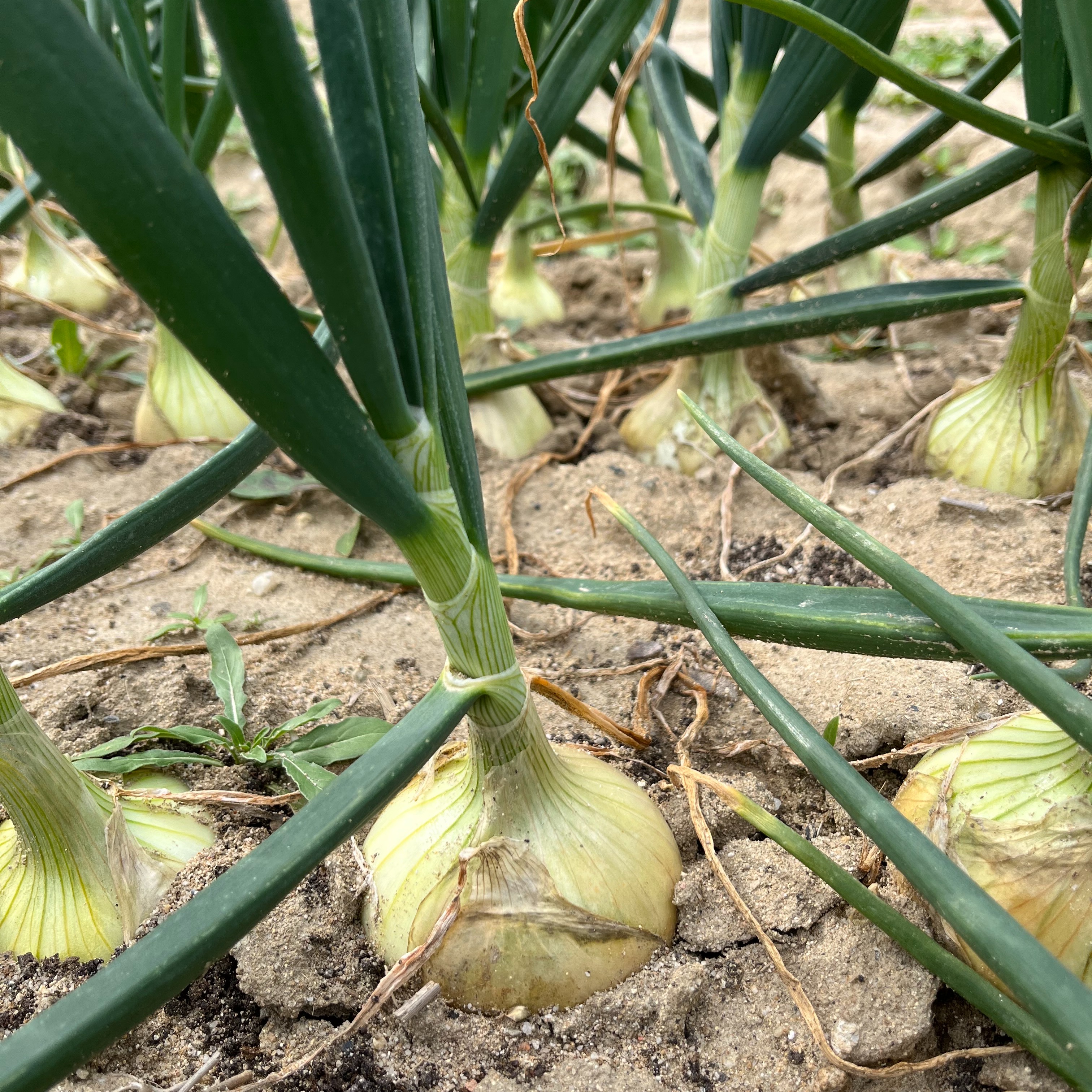 訳あり淡路島極早生 新玉ねぎ10kg ｜ 野菜/玉ねぎ 産直アウル 農家 