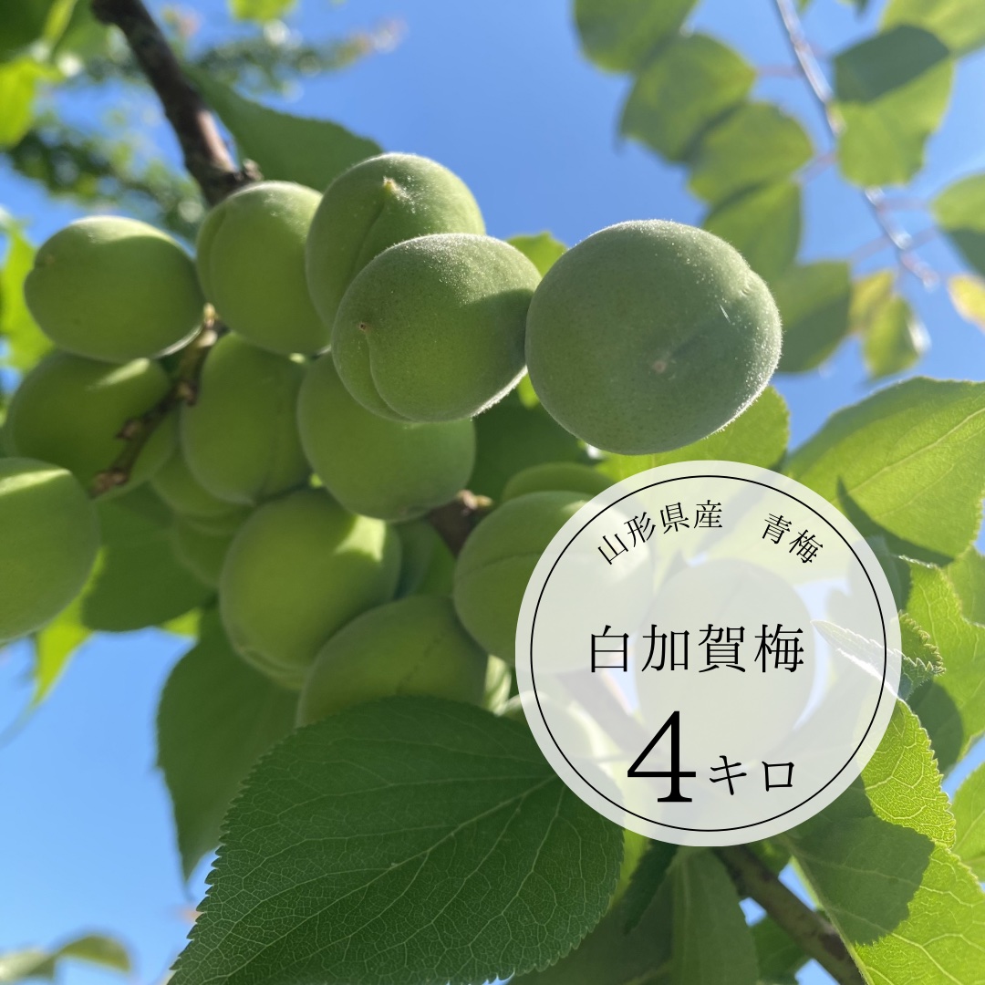 旬祭限定】山形県産青梅 白加賀梅たっぷり4キロ ｜ 果物/青梅 産直