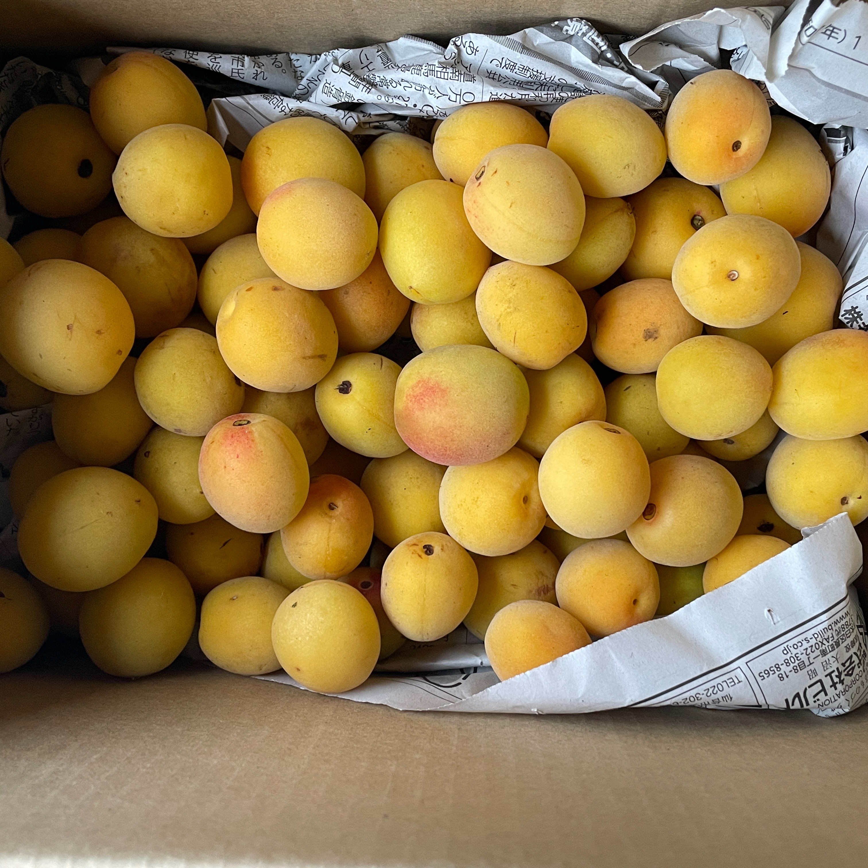 完熟】宮城県産 黄梅 2kg～ 梅干し・梅ジャム・梅シロップ用。栽培期間 