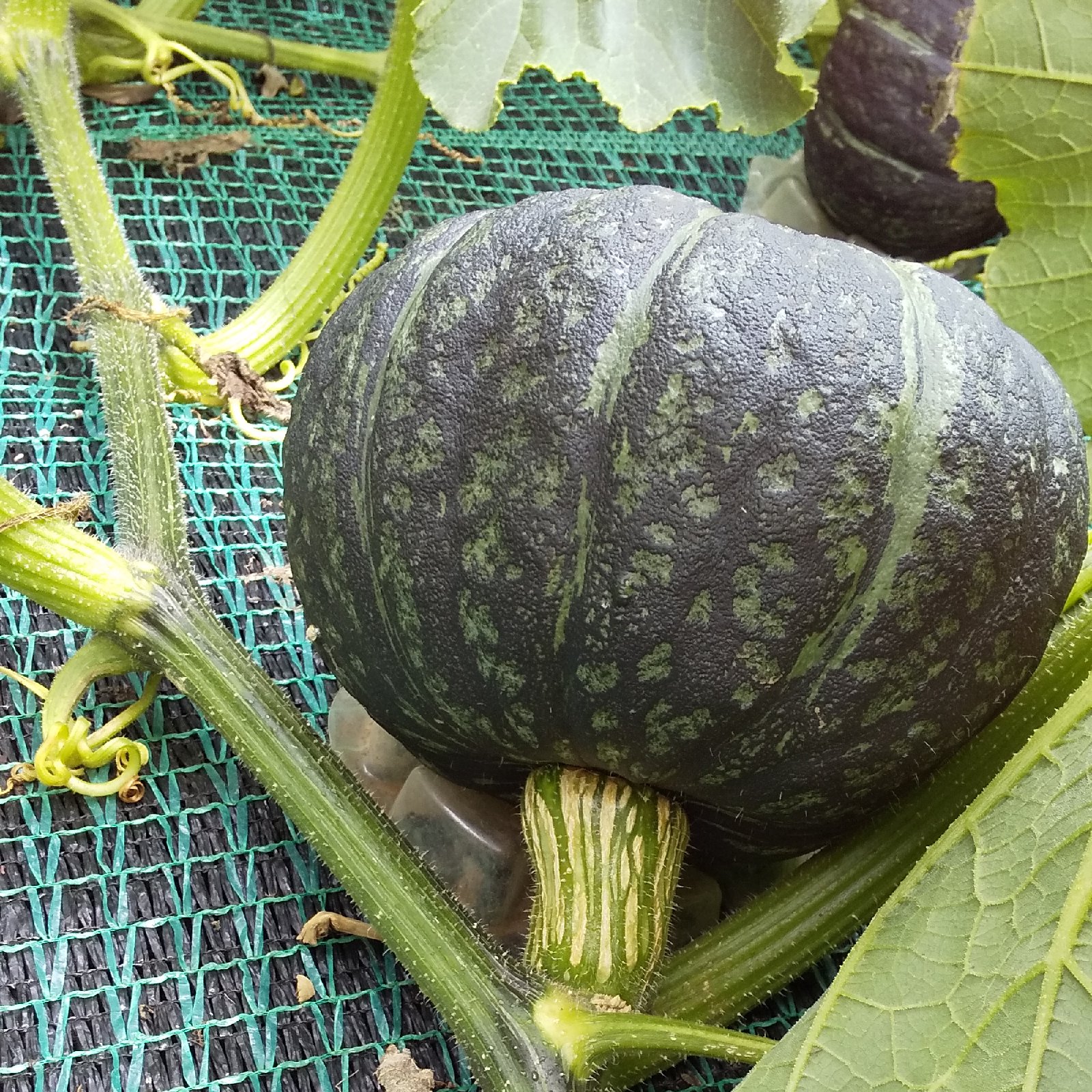 みやこ南瓜 1玉 ｜ 野菜/かぼちゃ 産直アウル 農家・漁師など生産者