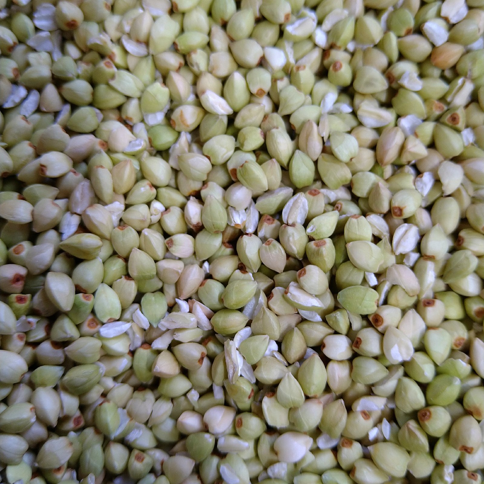 【anhi 】 そばの実 19kg 生産農家直送 anhi 様 専用】 そばの実 19kg 生産農家直送