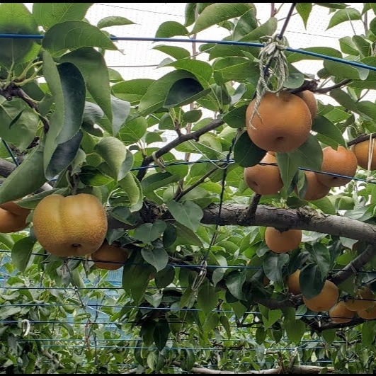 茨城産梨 あきづき1箱10kg14～16玉特大サイズ 特大サイズ 贅沢あきづき梨】 6個入り 贈答用ギフト！ ｜ 果物/梨 産直