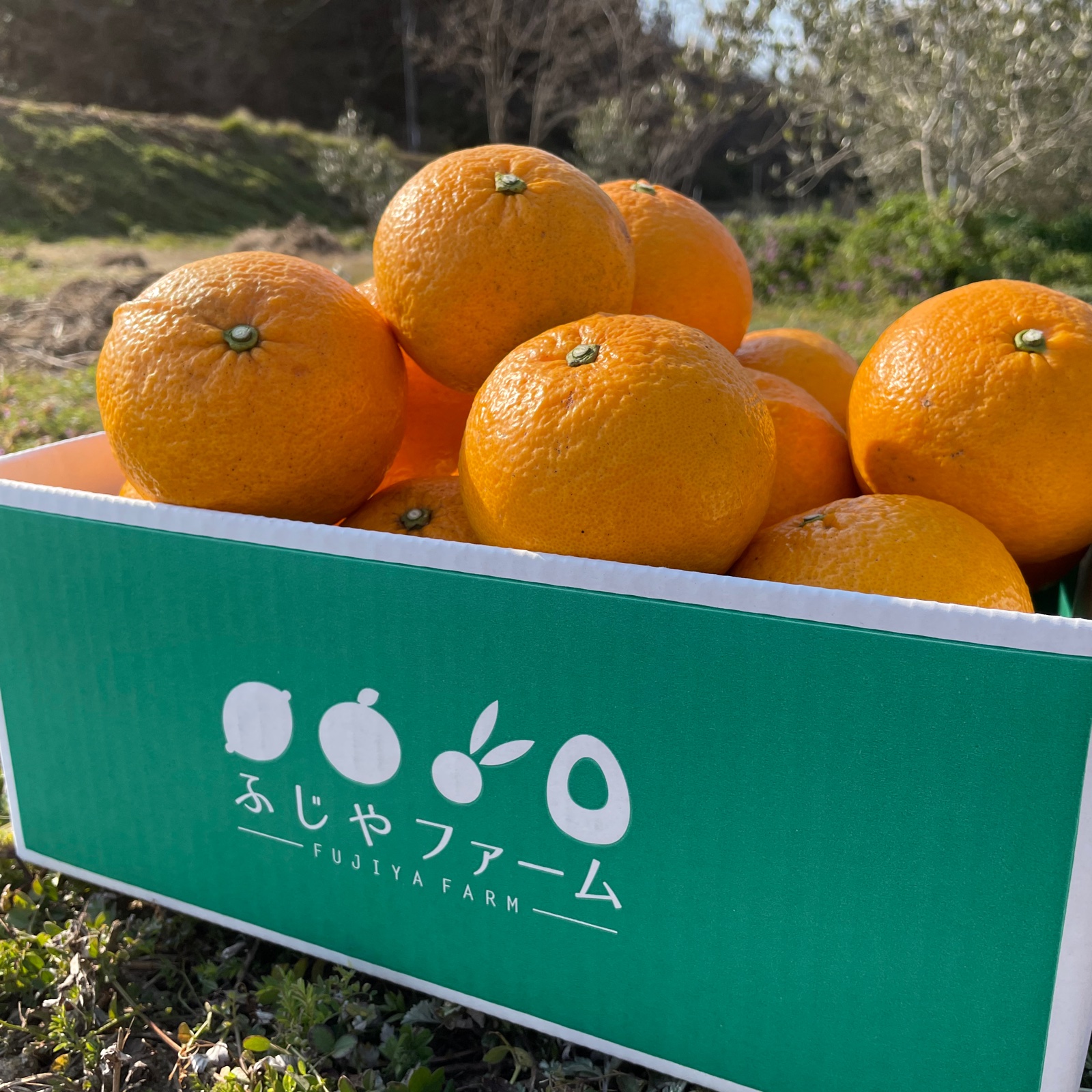 大崎上島産「甘夏」5キロ ｜ 果物/オレンジ・その他みかん 産直アウル