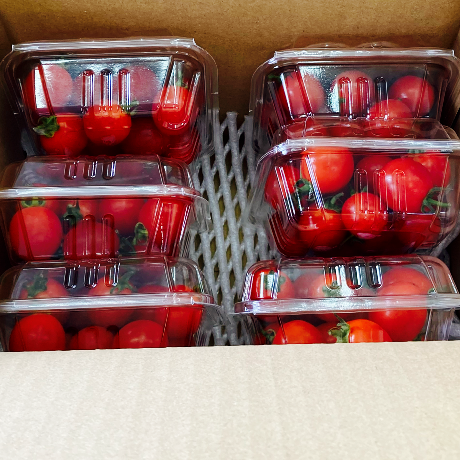 九州 熊本産 ミニトマト 約1.2kg 6パック（200g×6）2S～2L 不揃い (002