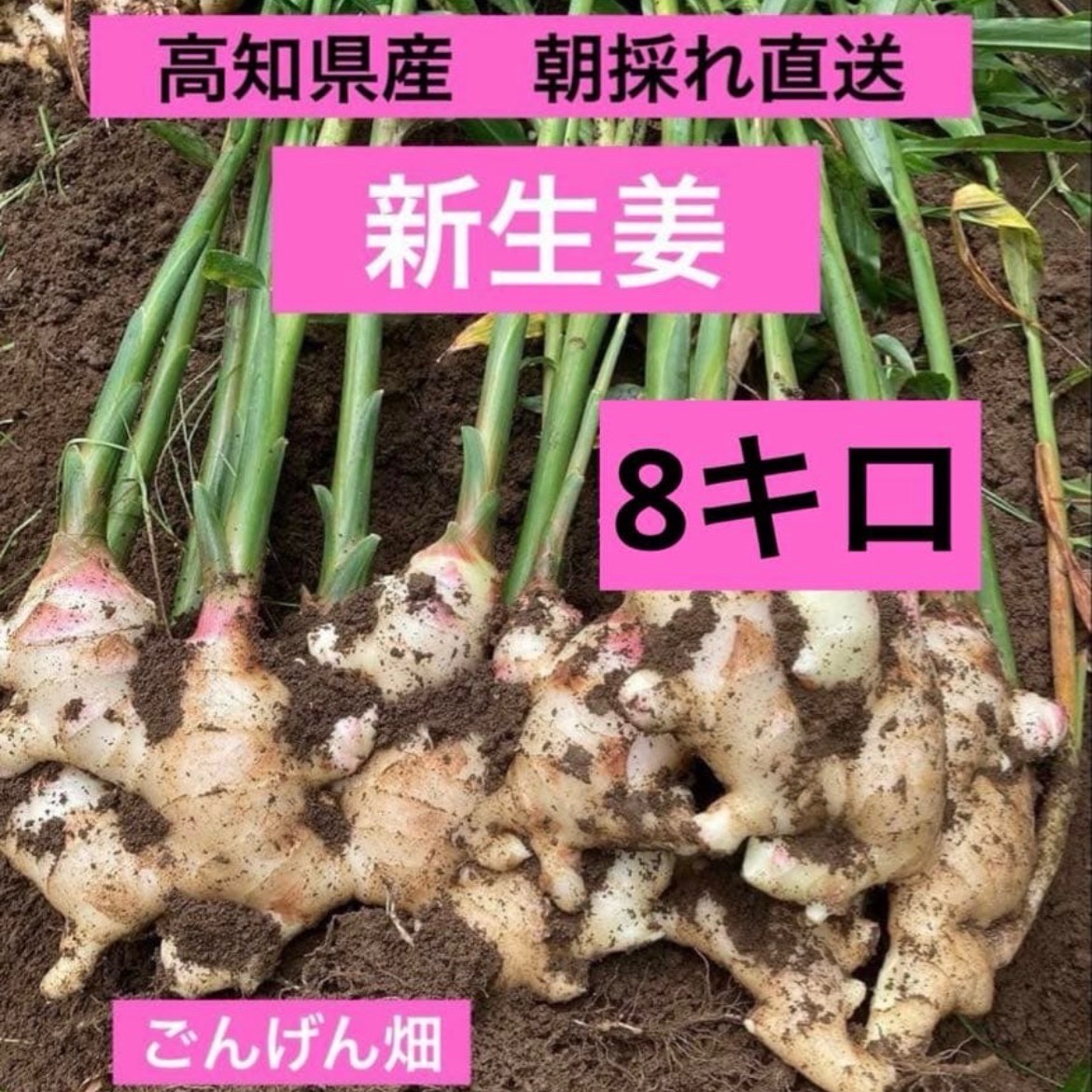 オーロ　2/26熊本生姜 土付き囲い生姜 1 5kg 高知県産 朝採れ直送新生姜 8キロ ｜ 野菜/薬味 産直アウル 農家・漁師