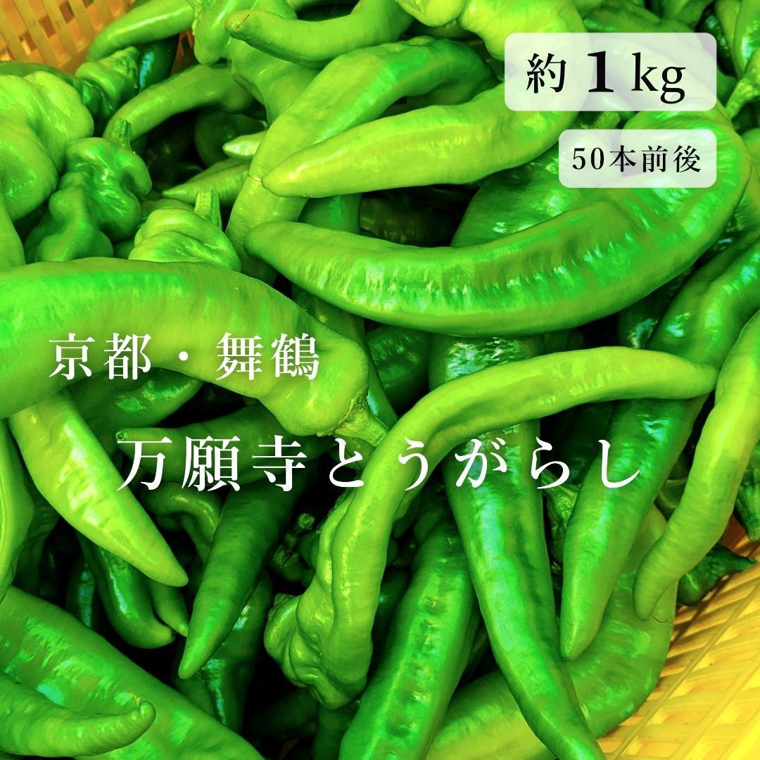 【京都・舞鶴産】朝採れ直送 万願寺とうがらし-良品6.8㌔以上 京都・舞鶴産】朝採れ直送 万願寺とうがらし 良品 10cm以上 約1kg