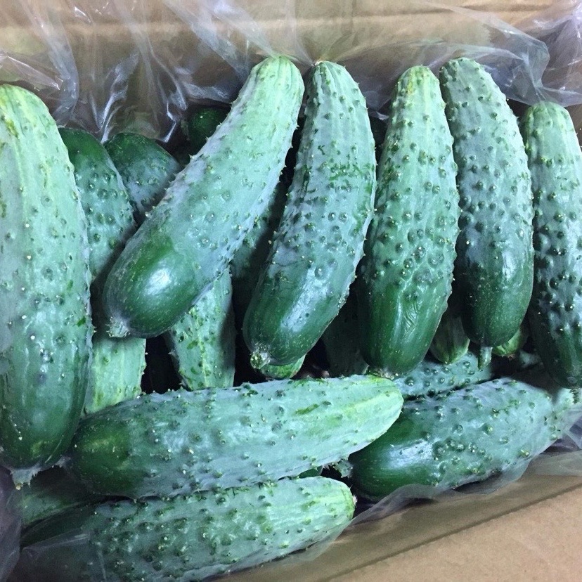 きゅうり 信州伝統野菜 八町きゅうり ｜ 野菜/きゅうり 産直アウル 農家・漁師