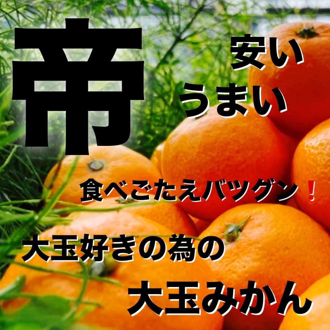 大玉4·5kg 　品種中生・訳あり和歌山みかん 大玉4·5kg 品種中生・訳あり和歌山みかん 【公式通販】