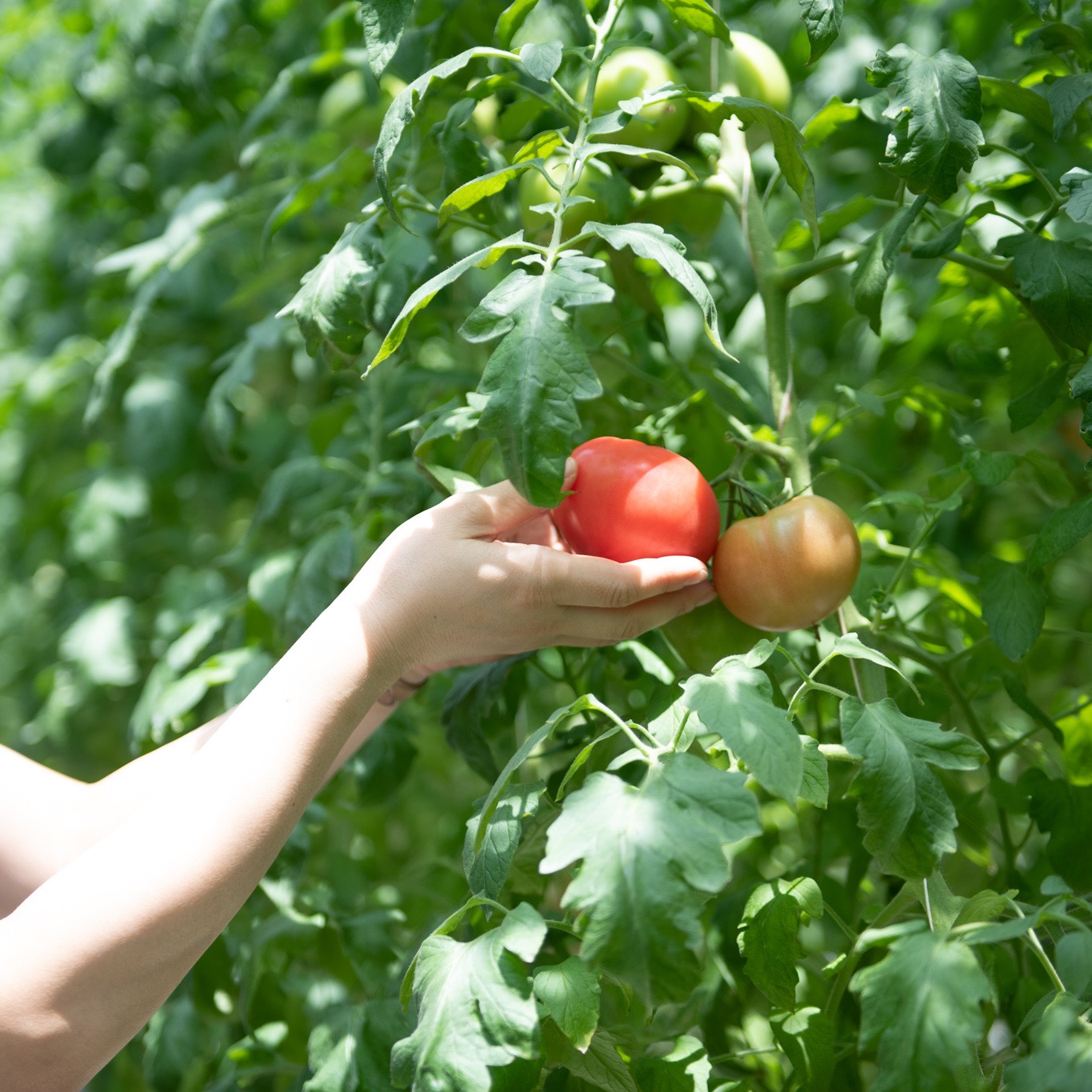 鳥取県産笑心とまと】たっぷり4kg箱特大12玉入り！贈答用にも☆ | 野菜