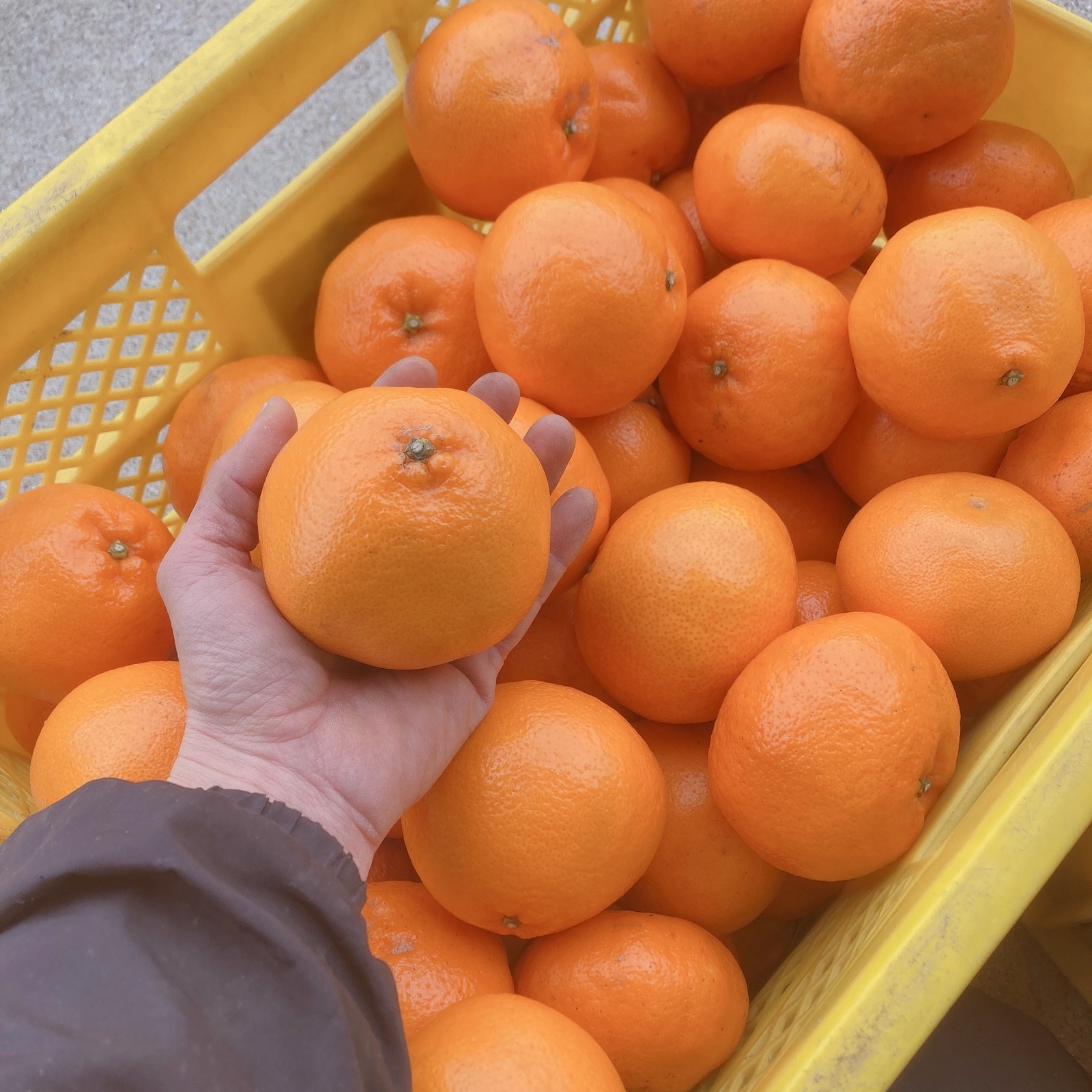 ギフト】 L〜2L 約5kg 農家直送 和歌山県産 濃厚みかん はるみ | 果物