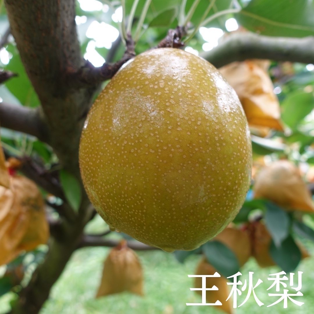 梨 王秋 あたご 新興 15㎏セット 【公式通販】