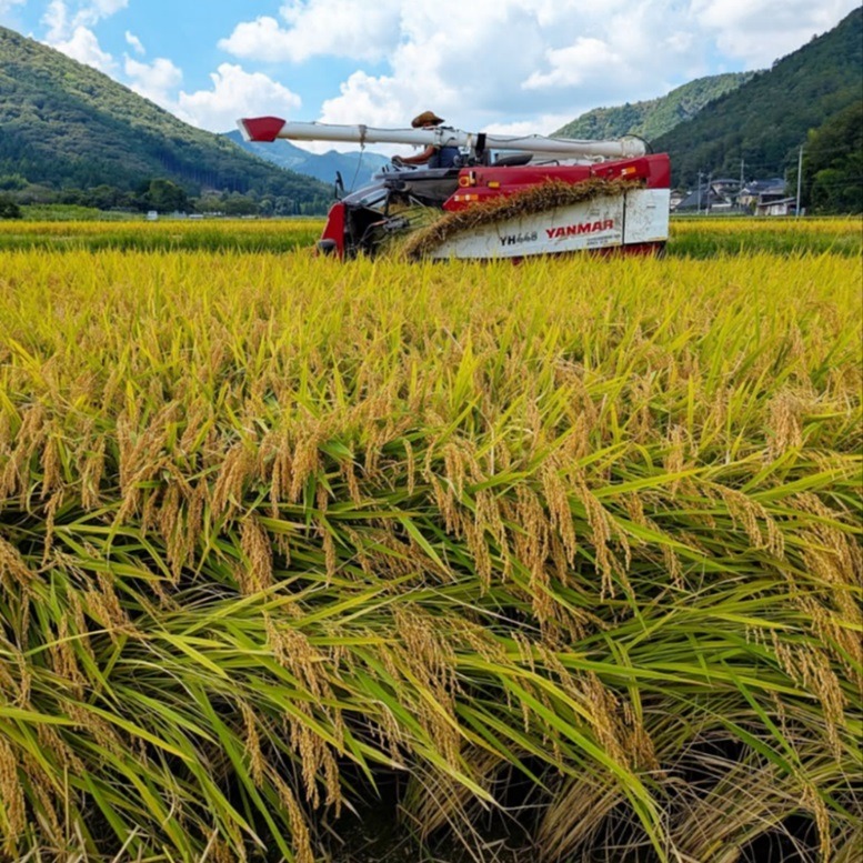 きぬひかり【白米】 20kg 新米 令和8年産 京都府京丹波町産 農薬5割減