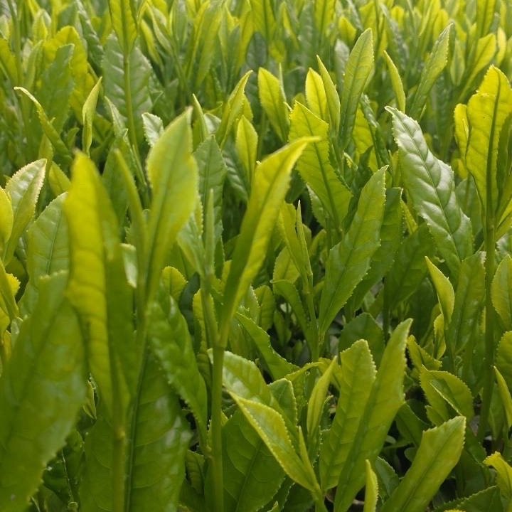 2026年新茶】家庭用八女茶100g×5本セット｜たつみ園 ｜ お茶/緑茶 産直