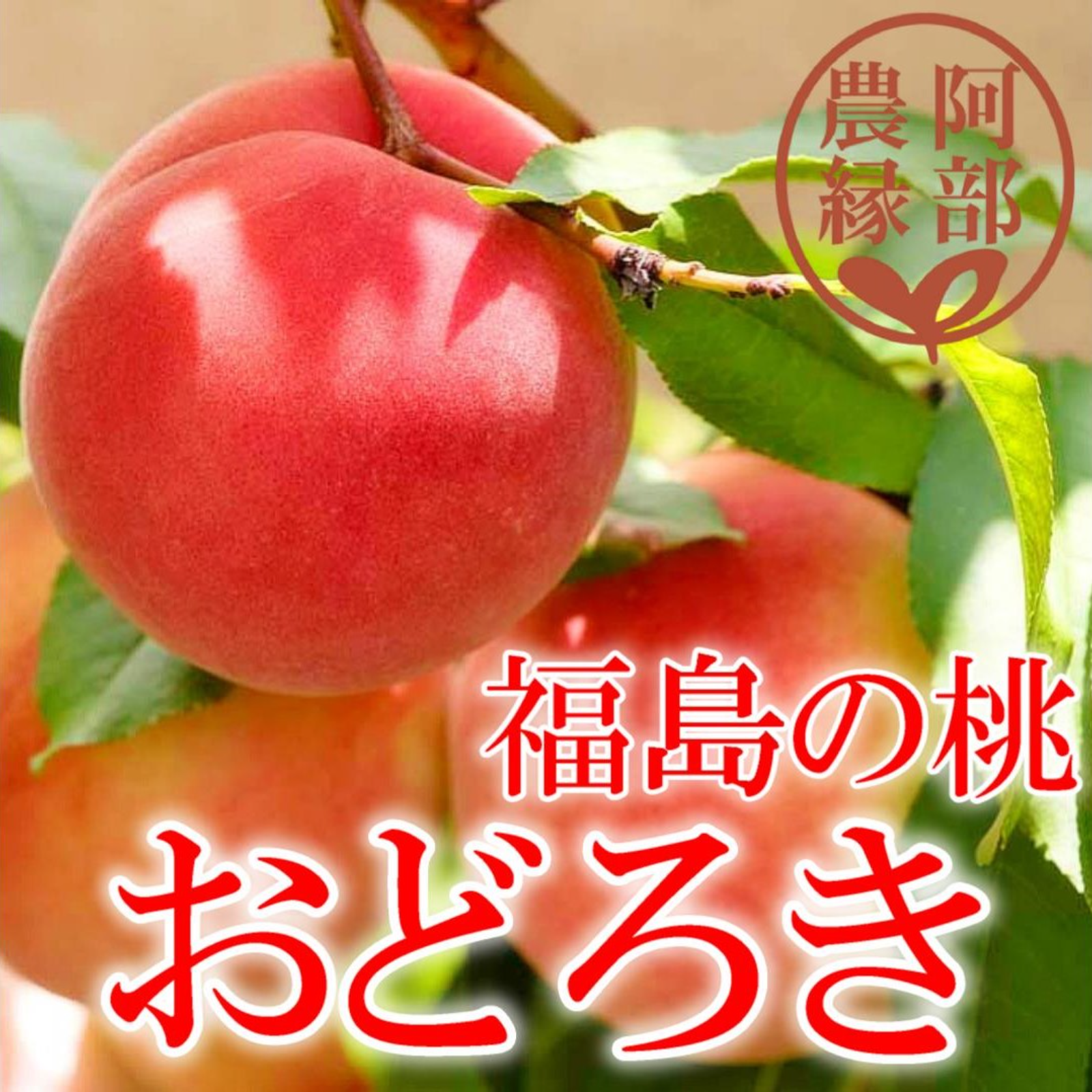 硬い桃ファンに贈る完熟おどろき 特大2玉化粧箱入り ギフト・贈答用に