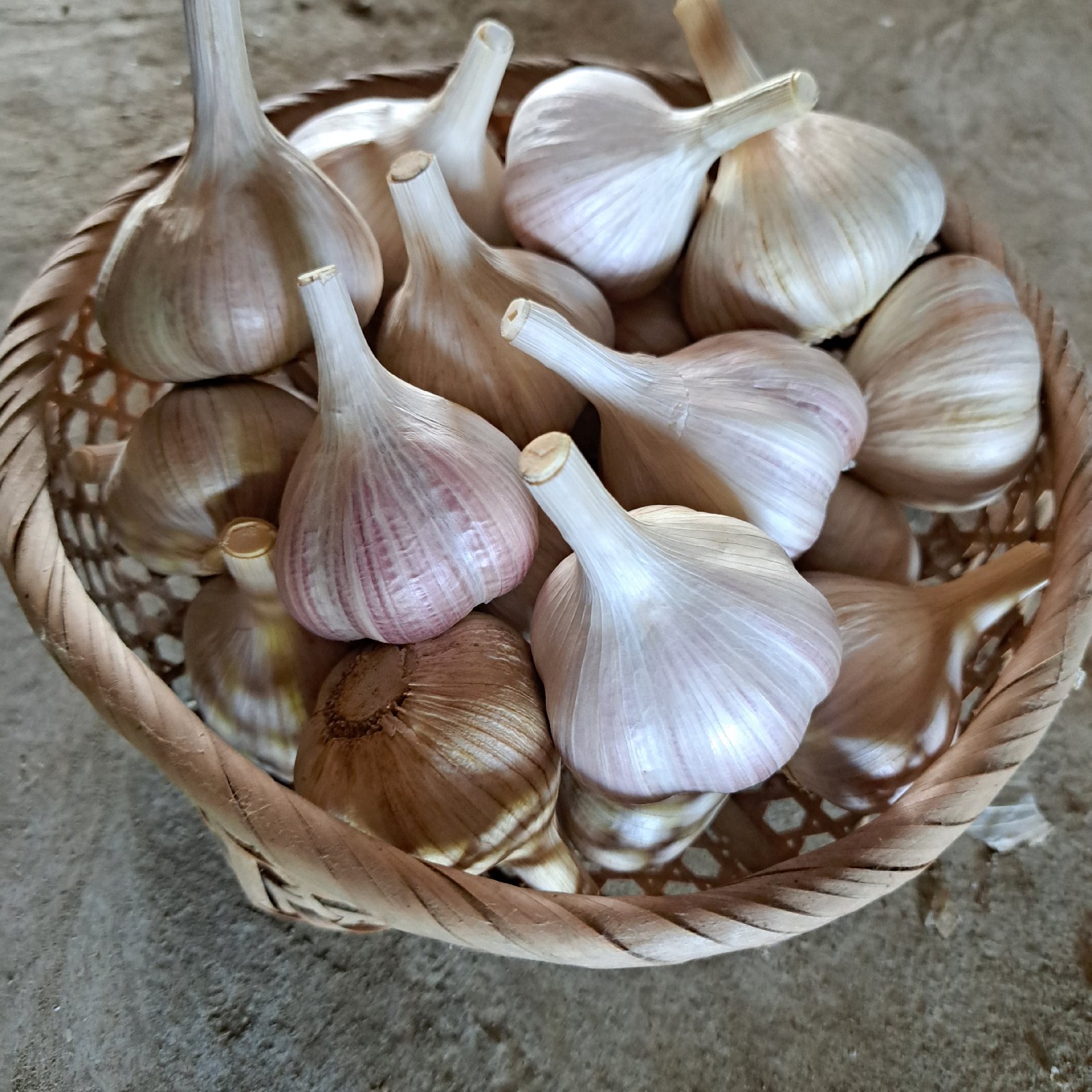 無農薬 にんにく 紫六片 3kg ｜ 野菜/にんにく 産直アウル 農家・漁師