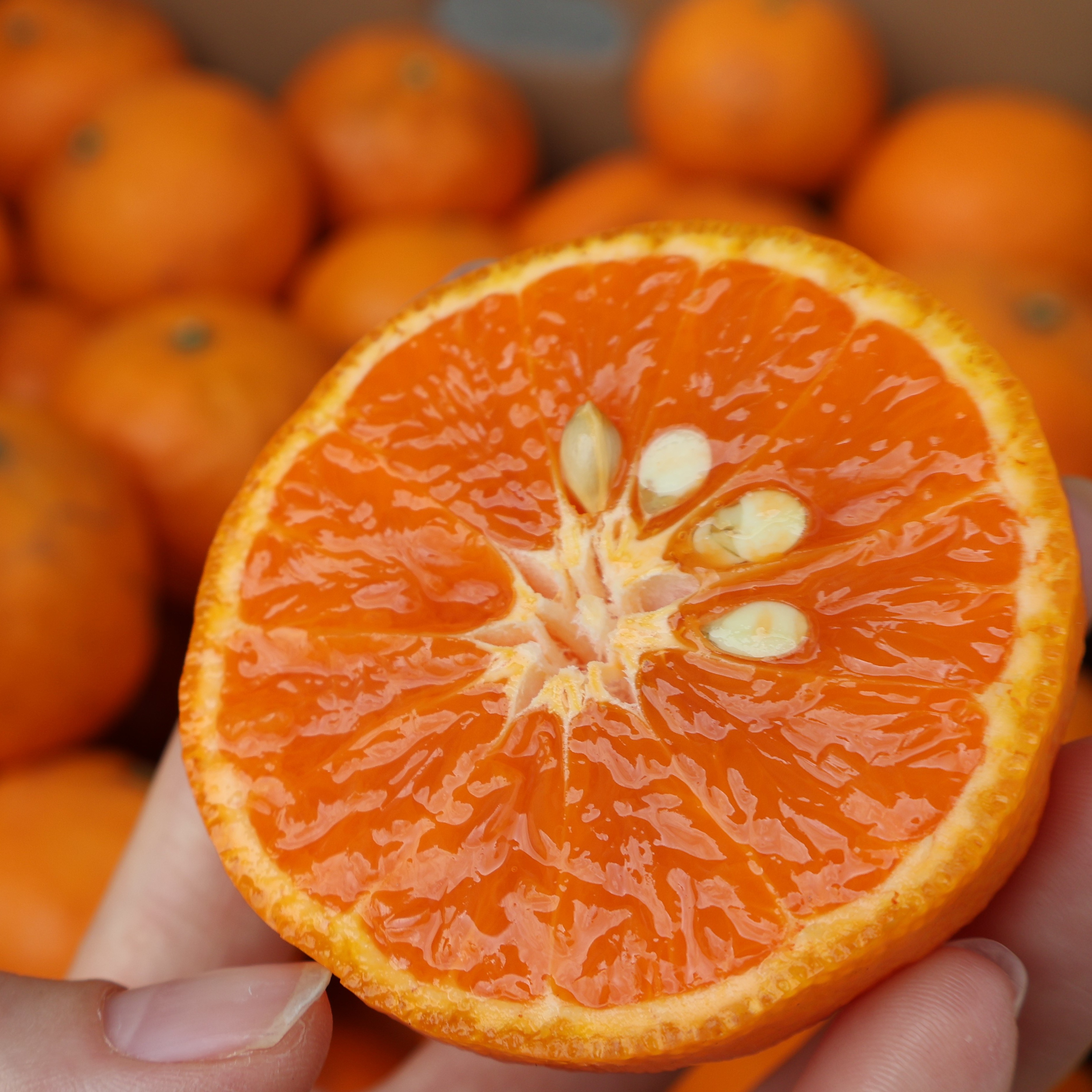 農家直送！なつみオレンジ 訳あり5kg≪サイズ混合≫ ～蛍飛ぶ町から旬