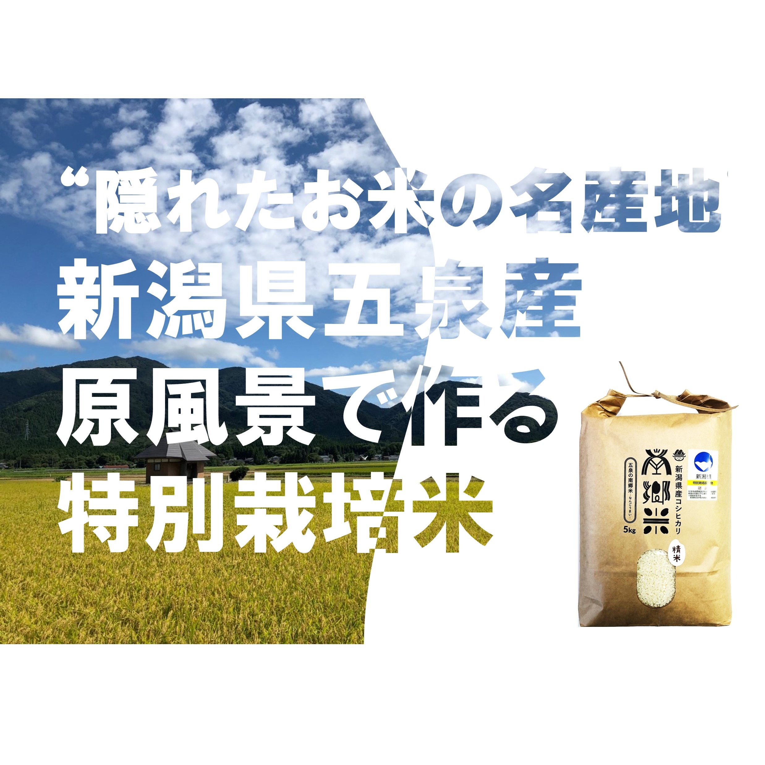 特別栽培米【R5年産】''隠れたお米の名産地''新潟県五泉産コシヒカリ