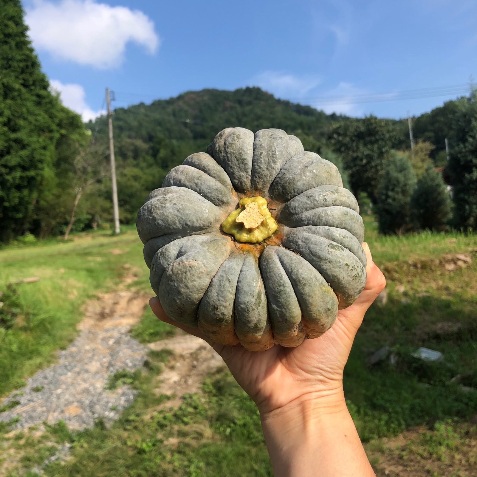 松の実5キロ+かぼちゃの種 5kg自然栽培の固定種かぼちゃ🎃日本かぼちゃの小菊南瓜 野菜80サイズ
