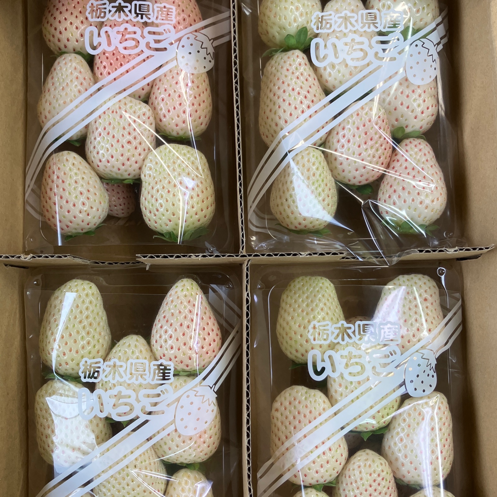 YAYO様向け商品　　クール便送料込み11,000円 YAYO様向け商品クール便送料込み11,000円