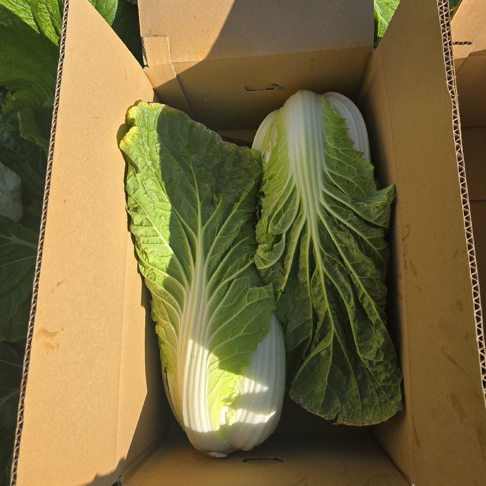 村章農園の白菜 ｜ 野菜/白菜 産直アウル 農家・漁師など生産者から