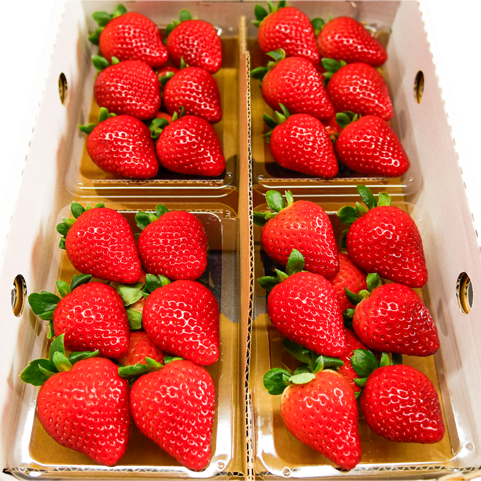 森いちご農園とちあいか -栃木県産- | 果物/いちご 産直アウル 農家