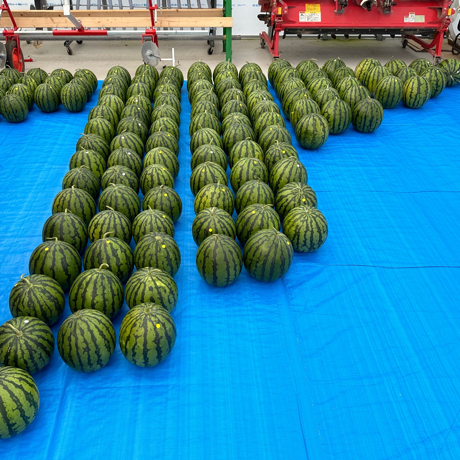 5L〜6L 🍉】羅皇ザスウィート 1玉 大きいサイズ ｜ 果物/スイカ 産直