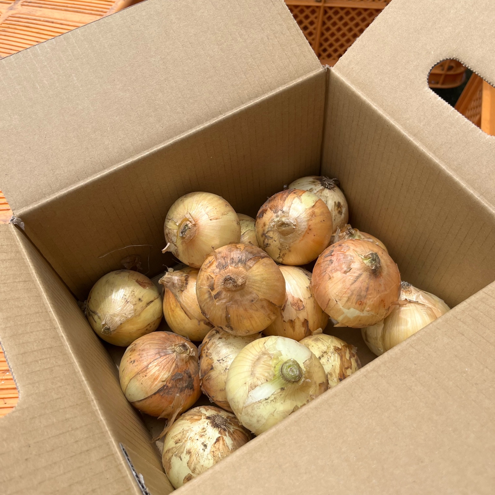 サラたまちゃん農家のサラダ玉ねぎ箱込み2kg | 野菜/玉ねぎ 産直アウル