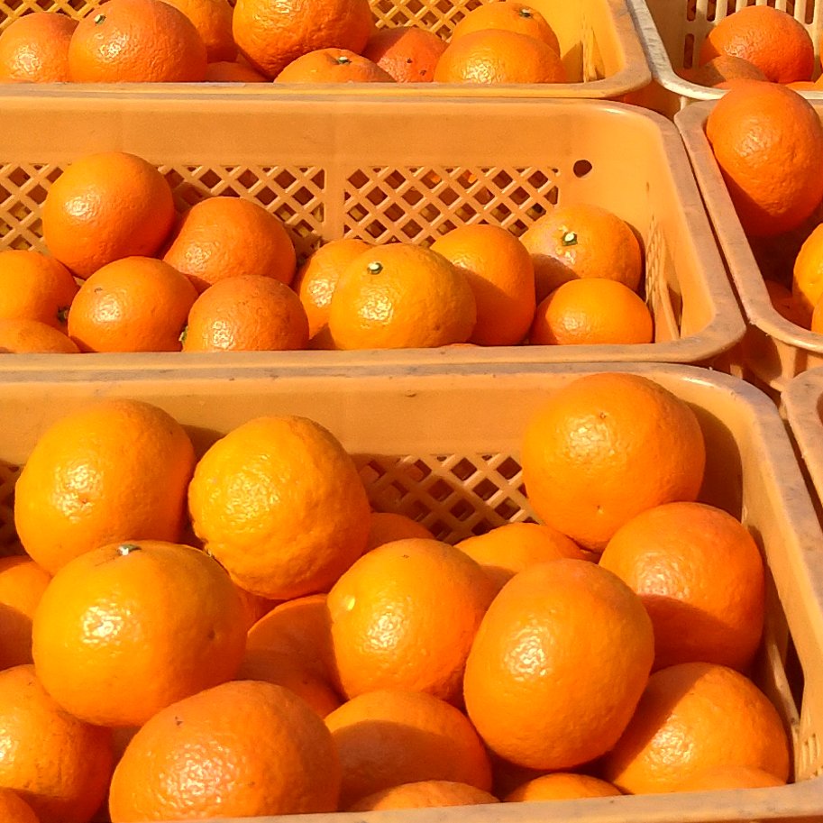 自慢の紅八朔10kg　はるみ5kg 広島産八朔 (はっさく)自慢の果実（SMサイズ混合）家庭用5k箱込