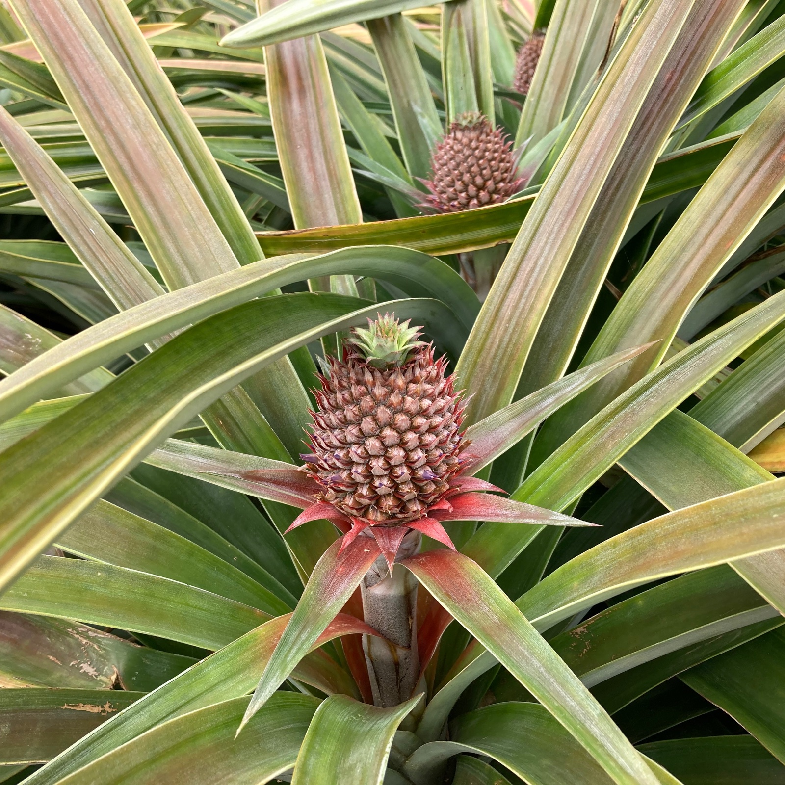 最高峰パイナップル》石垣島産ゴールドバレル1玉【1,5kg以上