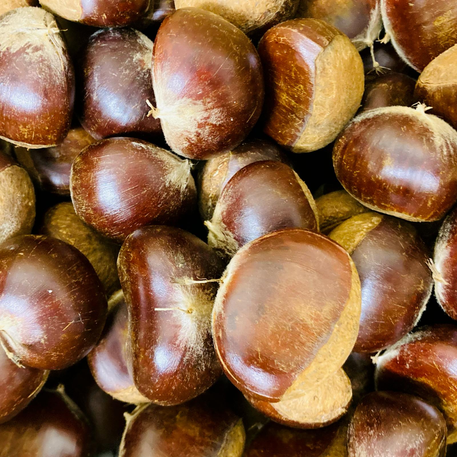 熊本県産 栗 利平栗【約1kg入り 】 訳あり 規格外【002】クール冷蔵便