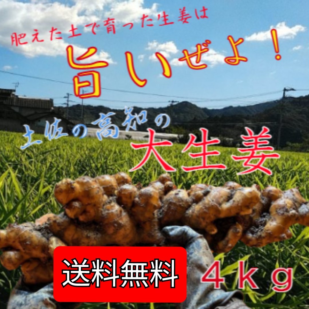 種生姜 15kg以上 数量限定】種生姜 大生姜 土佐一 15キロ以上～｜食品・飲料・酒