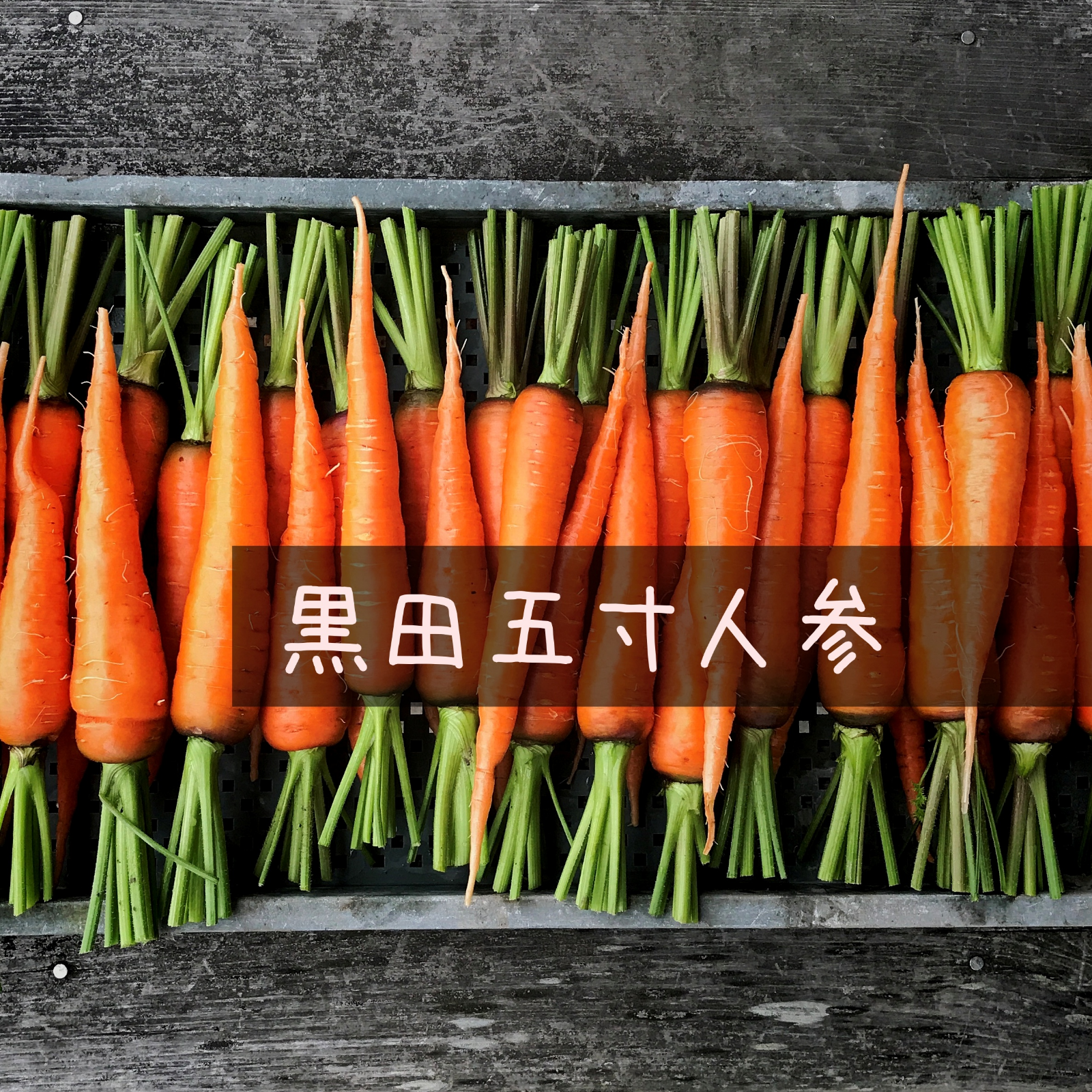 自然栽培】固定種 黒田五寸人参 葉なし☆農薬肥料不使用｜ニンジン