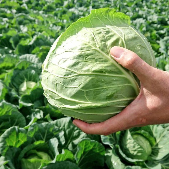 もり農園の朝獲りキャベツ(4玉セット) ｜ 野菜/キャベツ 産直アウル