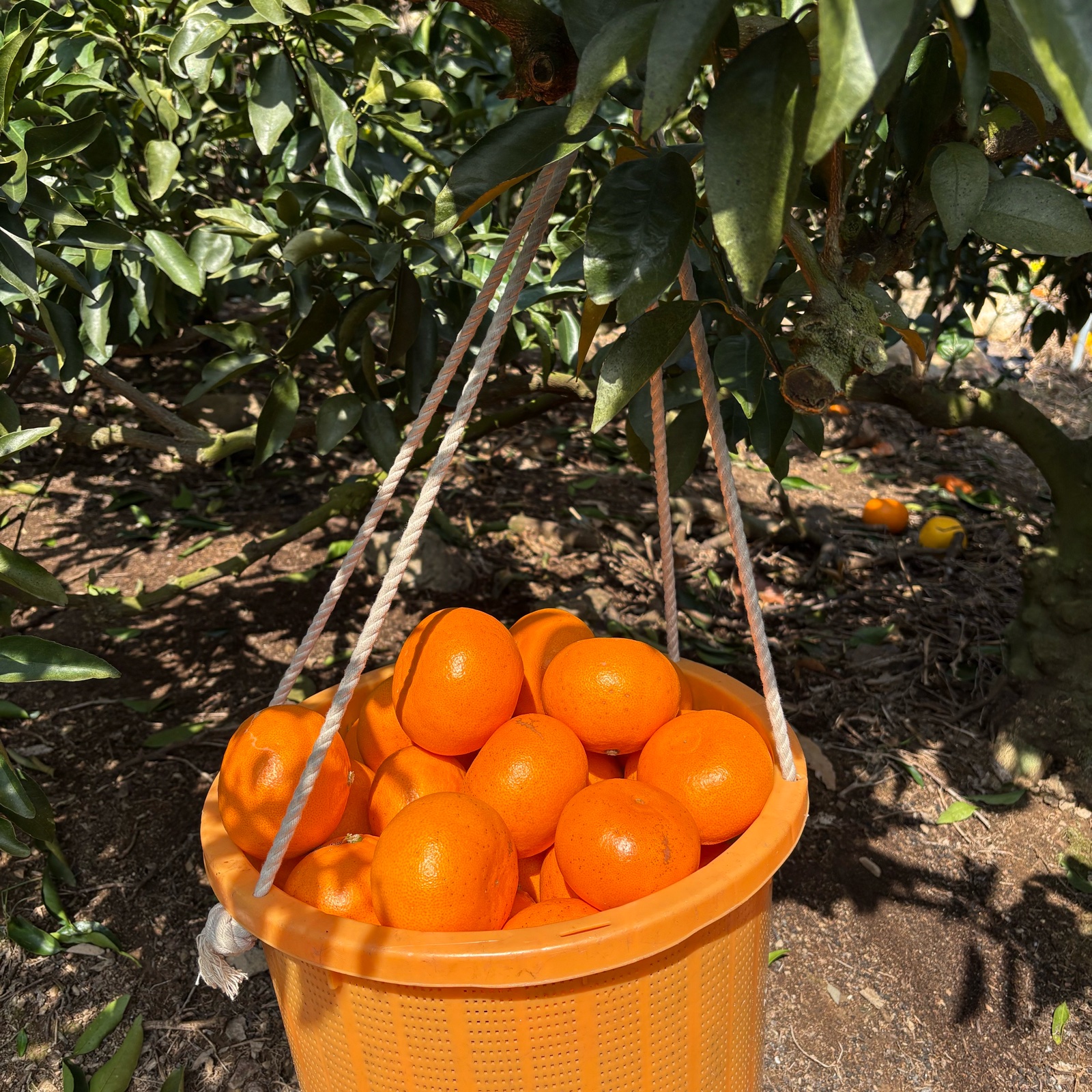 愛媛県西予市明浜町産 せとか 約3kg（サイズ混合）産地直送｜とりこ