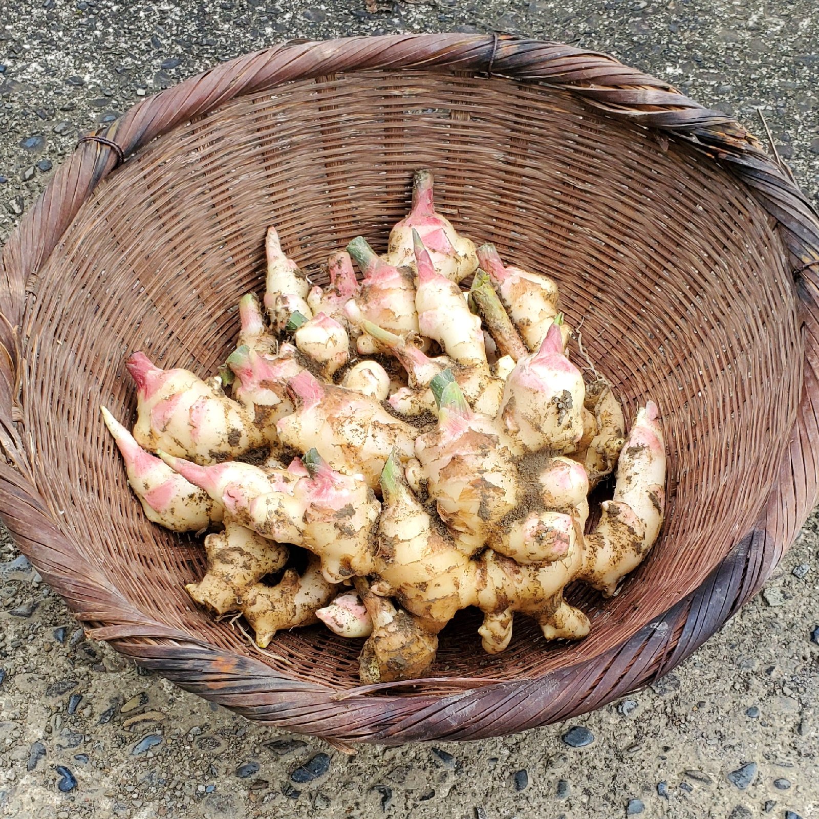 新生姜 1.5kg 栽培期間中:農薬化学肥料不使用 和歌山 古座川産