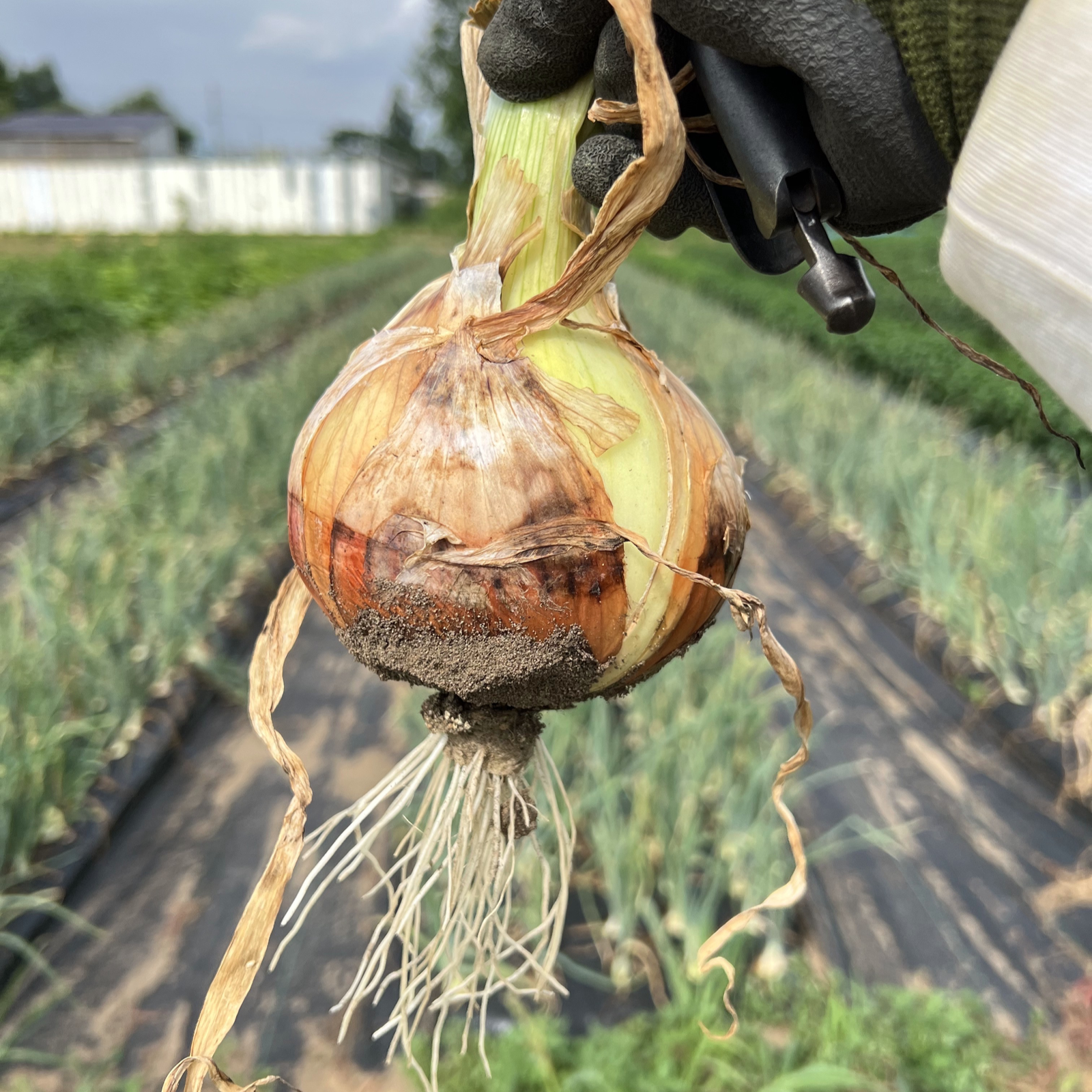 パンプキンイエローの玉ねぎ