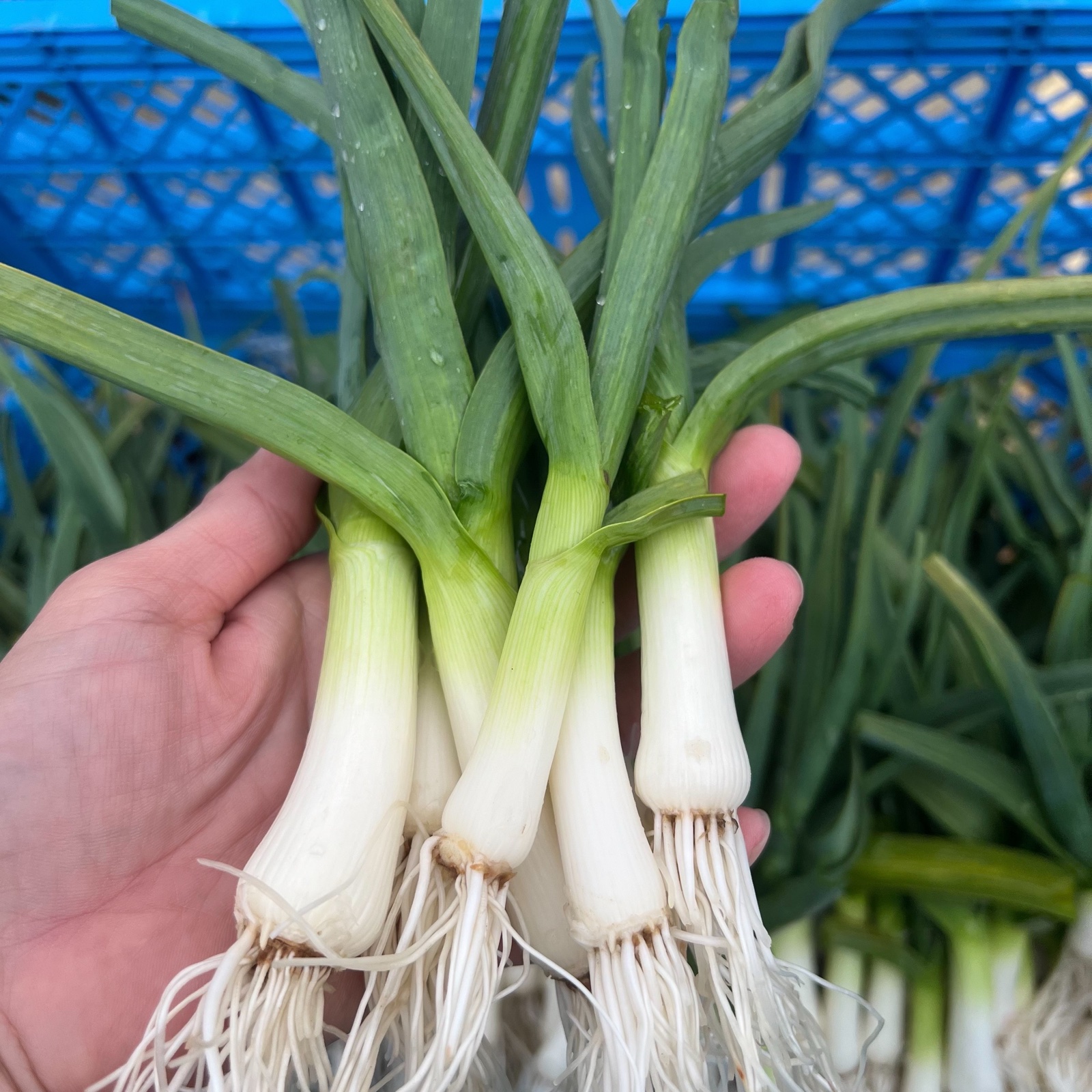 葉ニンニク 500g ｜ 野菜/にんにく 産直アウル 農家・漁師など生産者