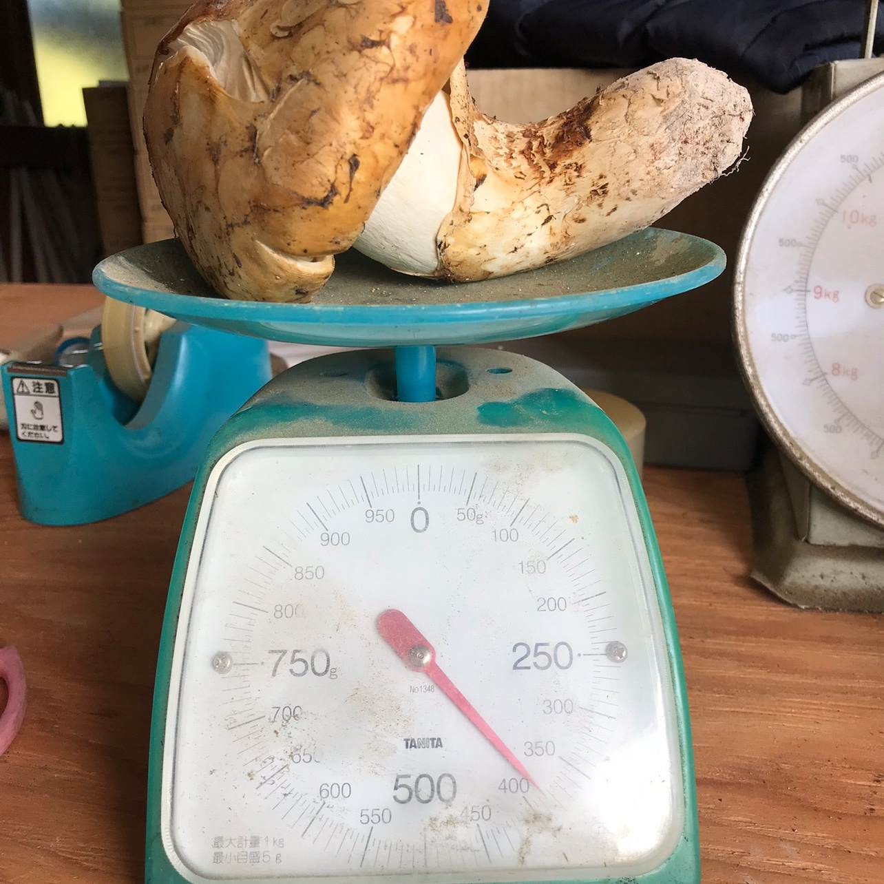 長野県産 松茸【約400g】 | 野菜/きのこ 産直アウル 農家から直接野菜