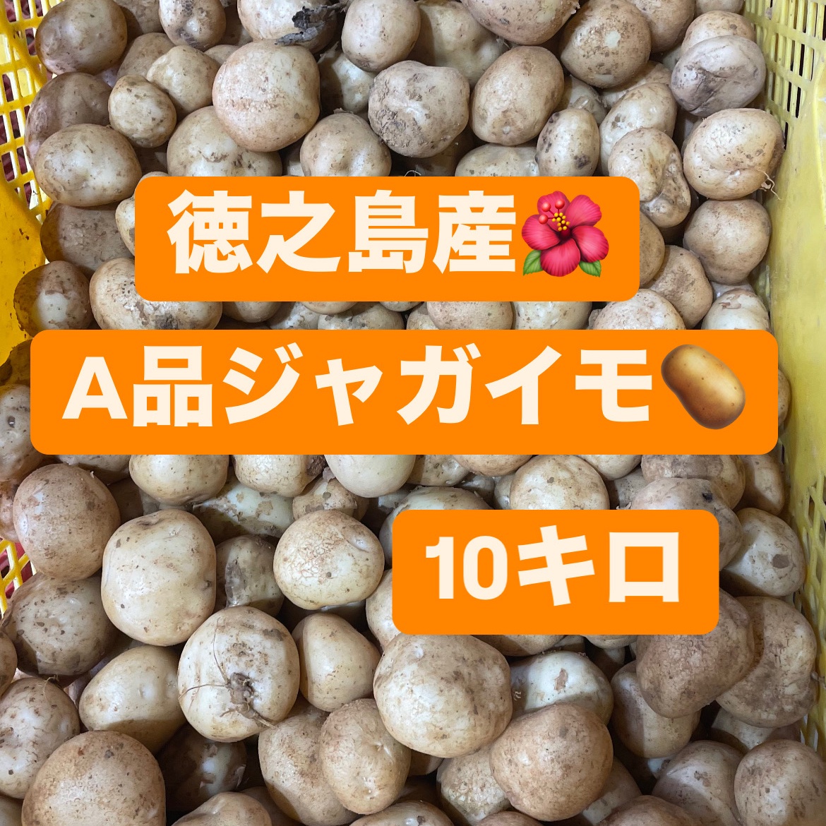 徳之島産ジャガイモ にしゆたか ｜ 野菜/じゃがいも 産直アウル 農家