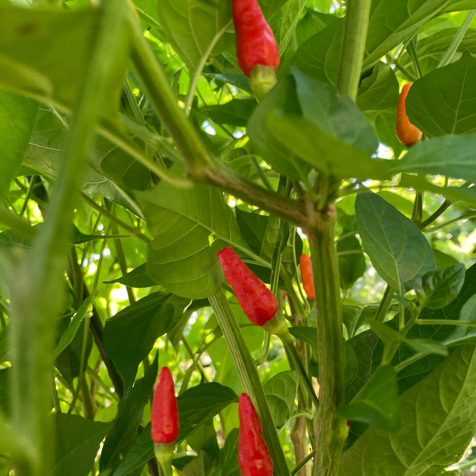 まるに本舗の激辛唐辛子セット | 野菜/その他野菜 産直アウル 農家から