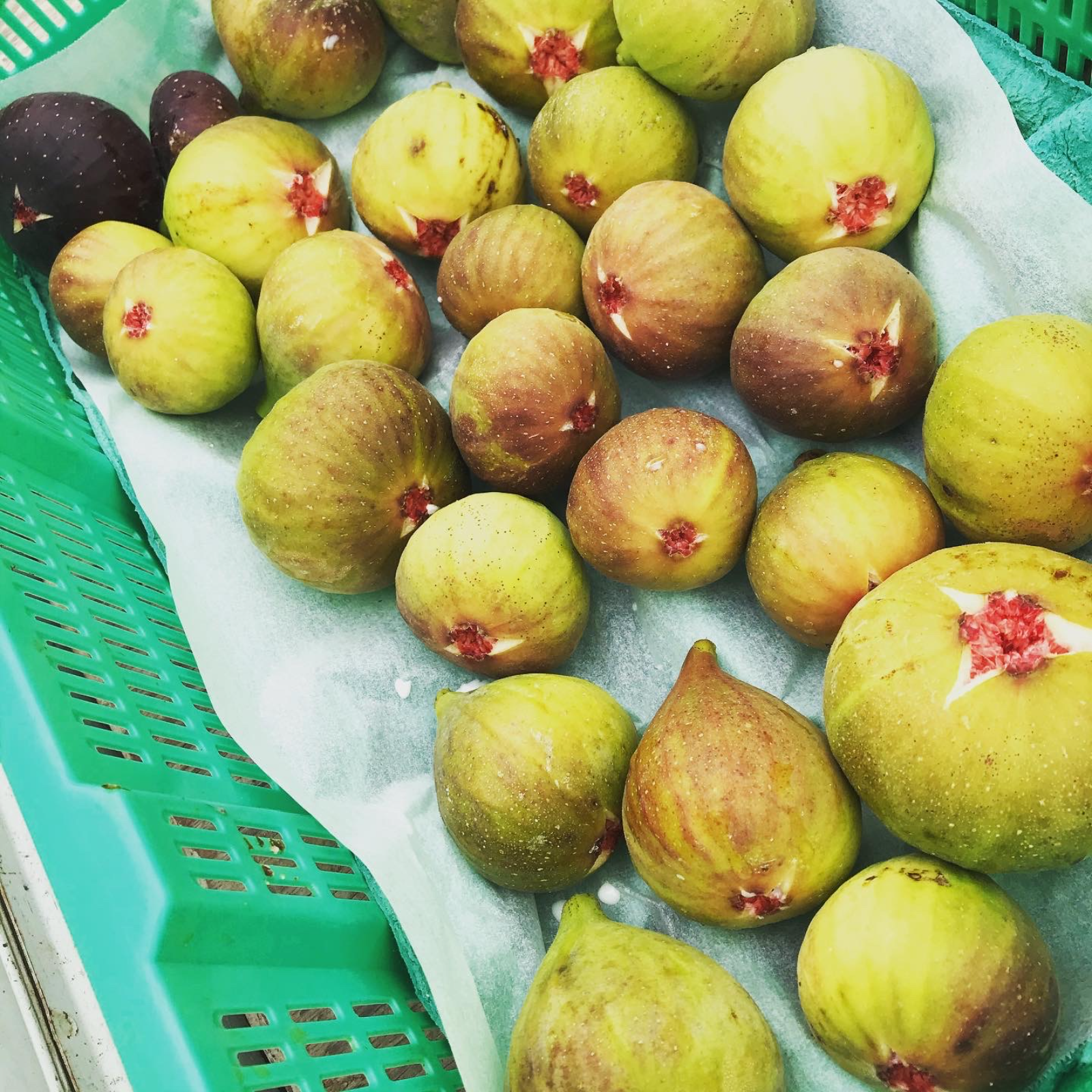 訳あり【尾道特産・秋の味覚！しまのいちぢく】瀬戸内・因島の蓬莱柿