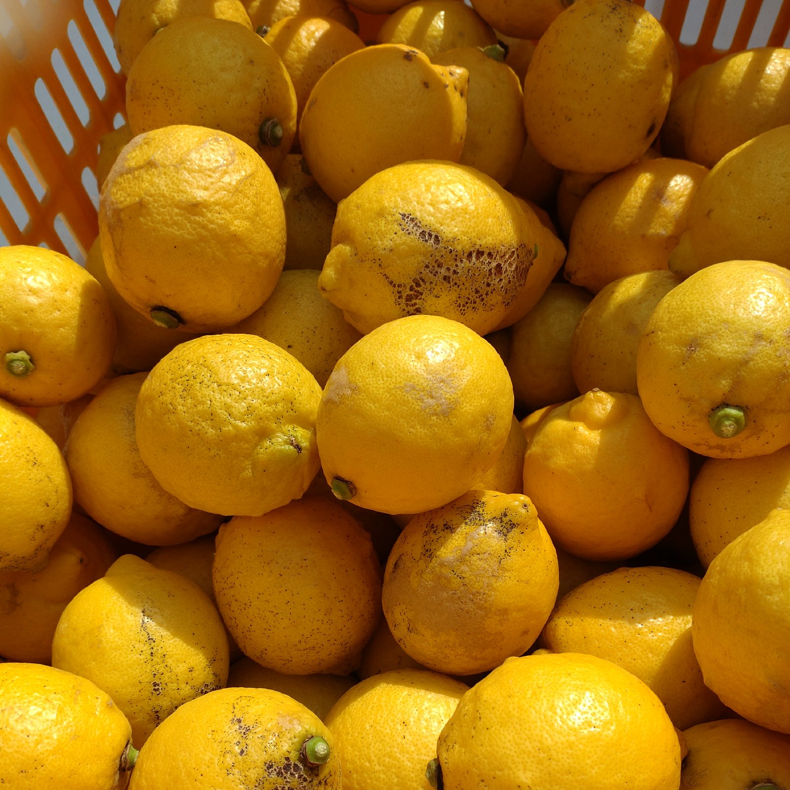 訳あり】広島県産 レモン 加工用 5kg（箱込み) ｜ 果物/香酸柑橘